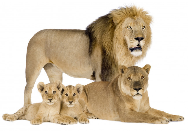 Обои картинки фото животные, львы, детеныши