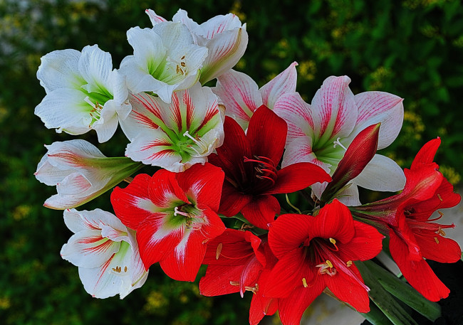 Обои картинки фото цветы, амариллисы,  гиппеаструмы, лепестки, цветки