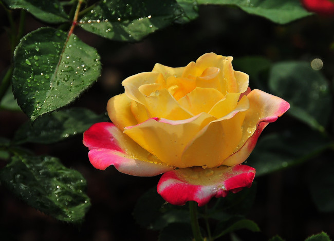 Обои картинки фото цветы, розы, бутон, роза