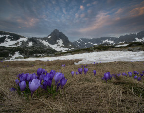 Картинка природа луга горы крокусы луг