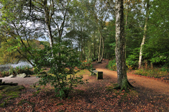 Картинка природа реки озера река лес