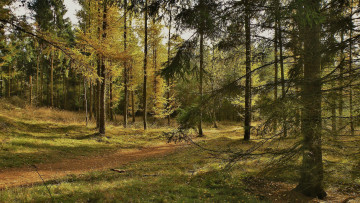 Картинка природа дороги тропинка лес