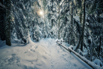 Картинка природа зима снег деревья