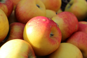Картинка еда Яблоки плоды