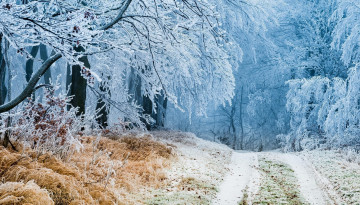 Картинка природа дороги дорога иней лес