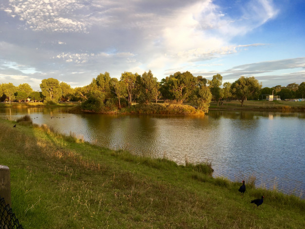 Обои картинки фото природа, реки, озера, река, деревья, островок