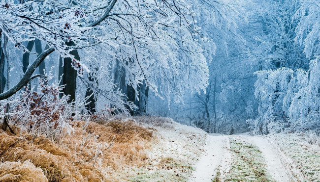 Обои картинки фото природа, дороги, дорога, иней, лес