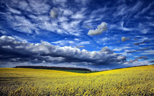 Обои картинки фото природа, поля, роща, тучи, небо, цветы, поле