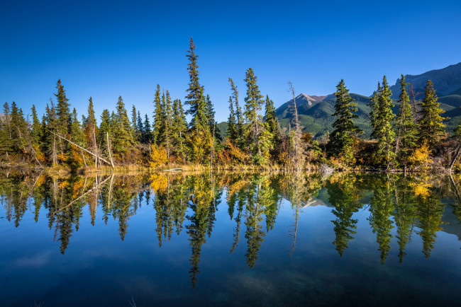 Обои картинки фото природа, реки, озера, река, лес