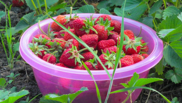 Картинка еда клубника +земляника грядка листья миска