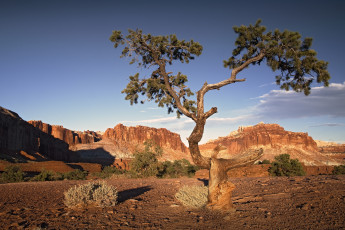 Картинка природа деревья простор