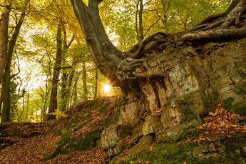 Картинка природа лес простор