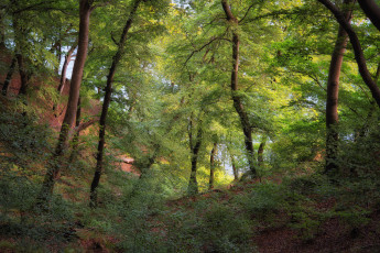 Картинка природа лес простор