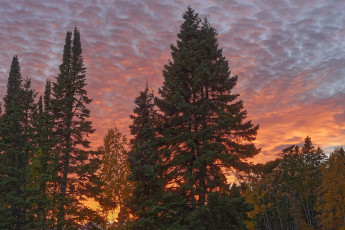 Картинка природа лес простор