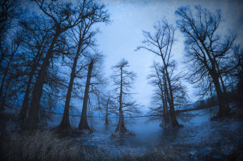 Картинка природа лес простор