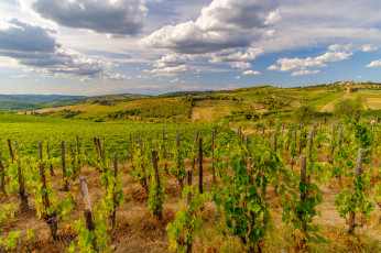 Картинка природа поля простор