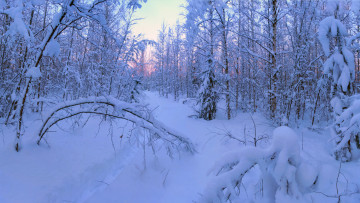 Картинка природа зима деревья снег