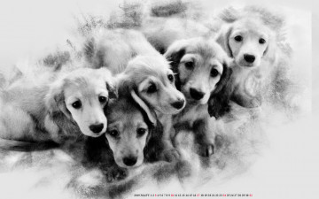 Картинка календари компьютерный+дизайн животное собака