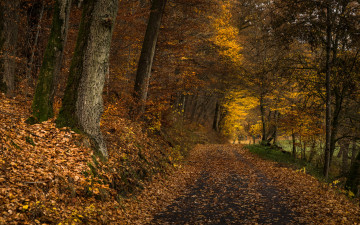 Картинка природа лес простор