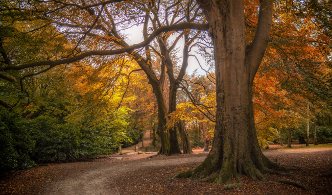 Обои картинки фото природа, лес, простор