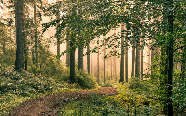 Обои картинки фото природа, лес, простор