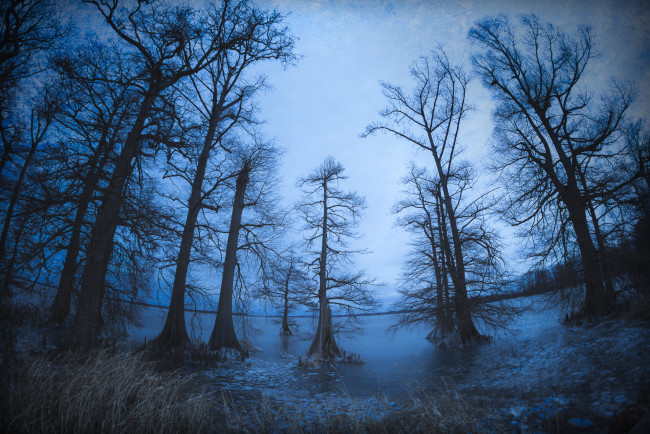 Обои картинки фото природа, лес, простор