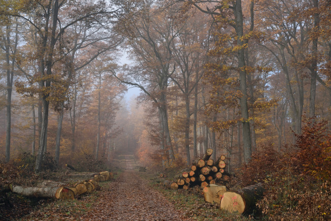 Обои картинки фото природа, лес, простор