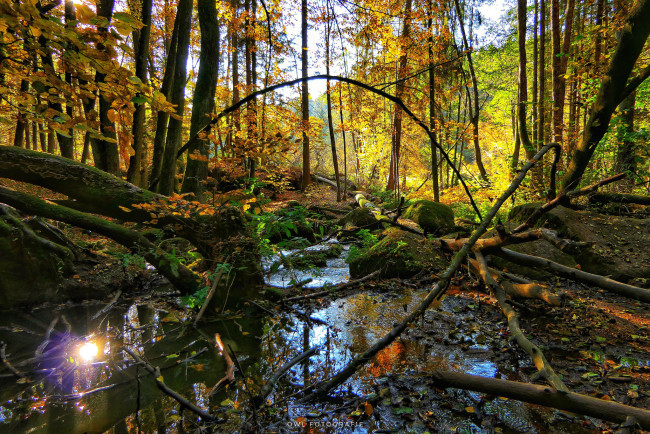 Обои картинки фото природа, лес, простор