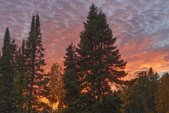 Обои картинки фото природа, лес, простор