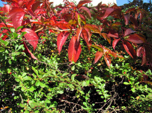 Картинка природа листья осень