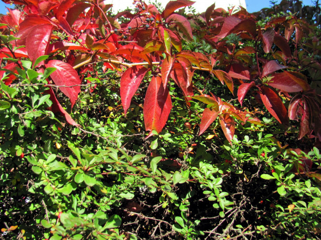 Обои картинки фото природа, листья, осень