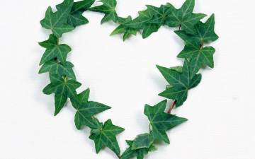 Картинка праздничные день+святого+валентина +сердечки +любовь плющ сердечко