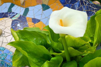 Картинка цветы каллы белая калла