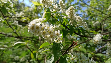 обоя цветы, черемуха, весна, белая, куст