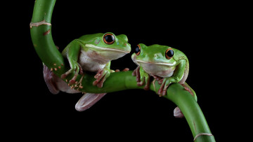 Картинка животные лягушки взгляд поза растение лягушка стебель черный фон парочка дуэт