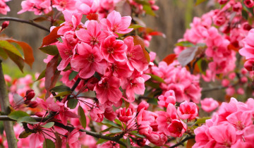 Картинка цветы цветущие+деревья+ +кустарники красные