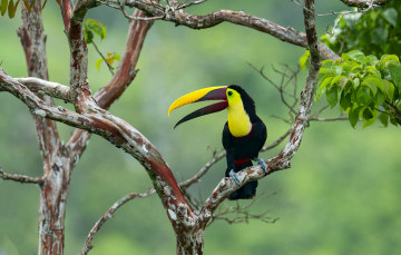 Картинка животные туканы тукан