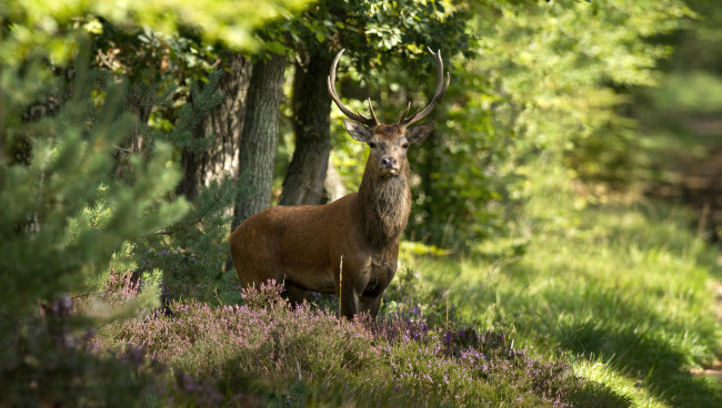 Обои картинки фото животные, олени, олень