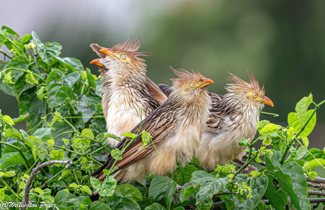 Обои картинки фото животные, птицы