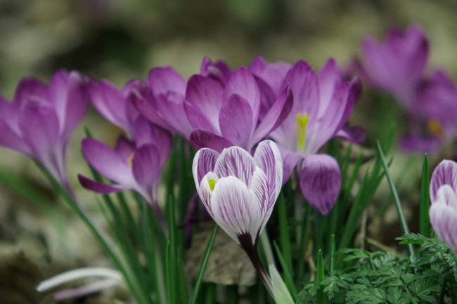 Обои картинки фото цветы, крокусы, весна, первоцветы