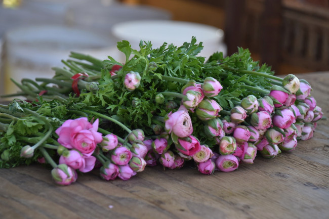 Обои картинки фото цветы, ранункулюс , азиатский лютик, розовый, ранункулюс, бутоны