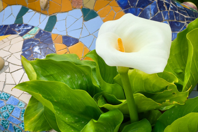 Обои картинки фото цветы, каллы, белая, калла