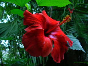 Картинка цветы гибискусы