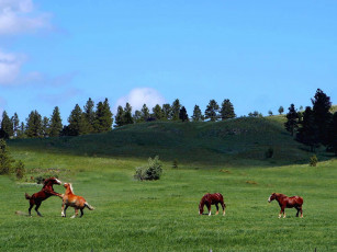 Картинка devils tower scenery животные лошади
