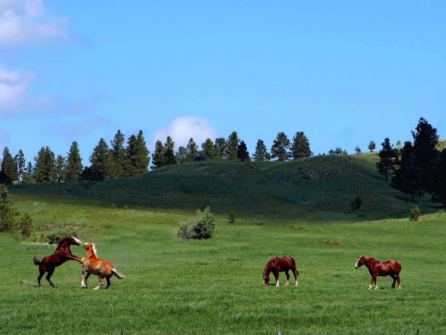 Обои картинки фото devils, tower, scenery, животные, лошади