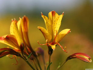 Картинка цветы