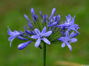 Картинка цветы агапантус африканская лилия