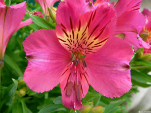 Картинка цветы альстромерия