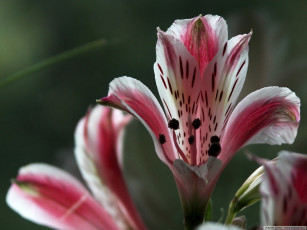 Картинка цветы альстромерия