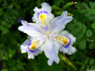 обоя цветы, ирисы